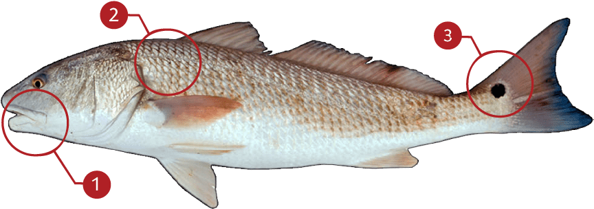 How To Identify A Red Drum - Red Drum Clipart - Large Size Png Image ...