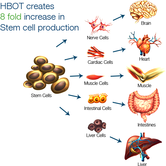 Hbot Creates A 8 Fold Stem Cell Production - Potential Application Of ...