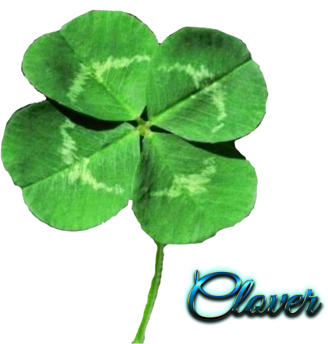 Four Leaf Clovers Transparent Clipart - Large Size Png Image - PikPng
