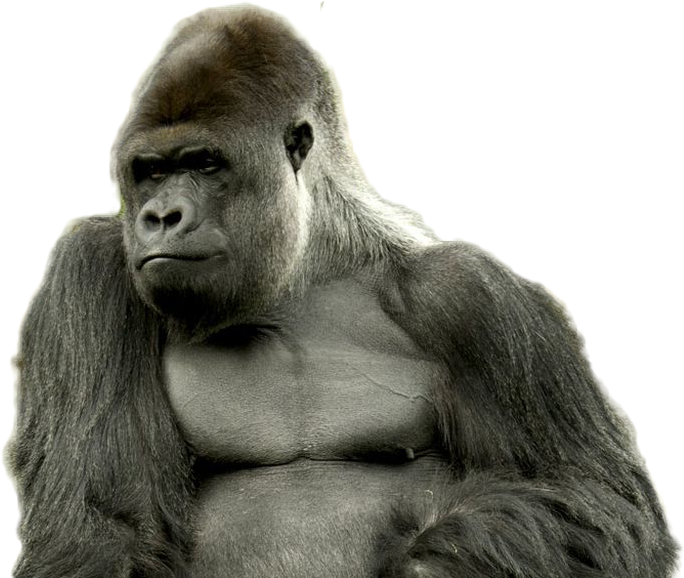 Download Gorilla Png Image - Strong Gorilla Clipart Png Download - PikPng