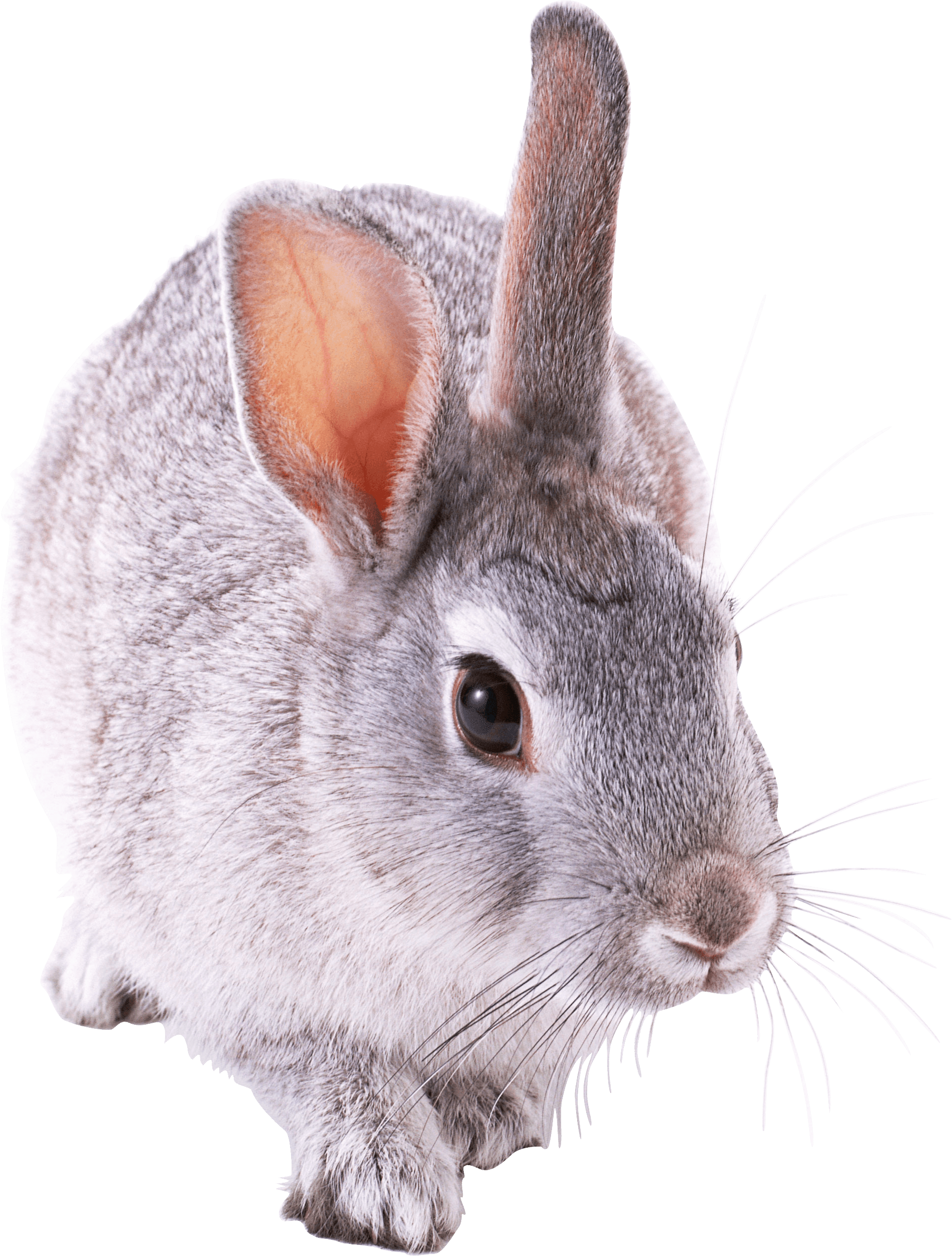 Animals - Bunnies Png Clipart - Large Size Png Image - PikPng