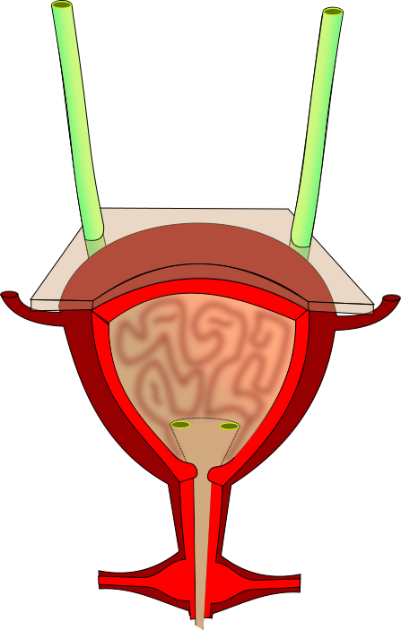 Bladder Anatomy - Bladder Png Clipart - Large Size Png Image - PikPng