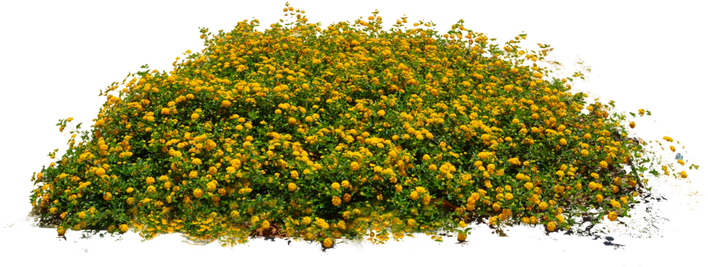 Download Plants Png Image - Bushes With Yellow Flowers Png Clipart Png