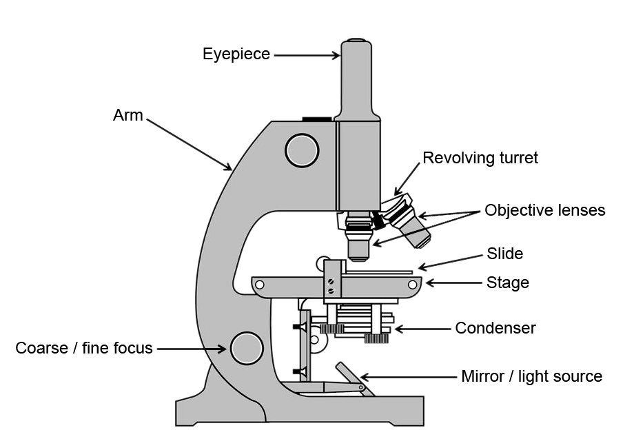 Microscopy Making The Micro World Visible To The Naked Mikroskop Clipart Png Download