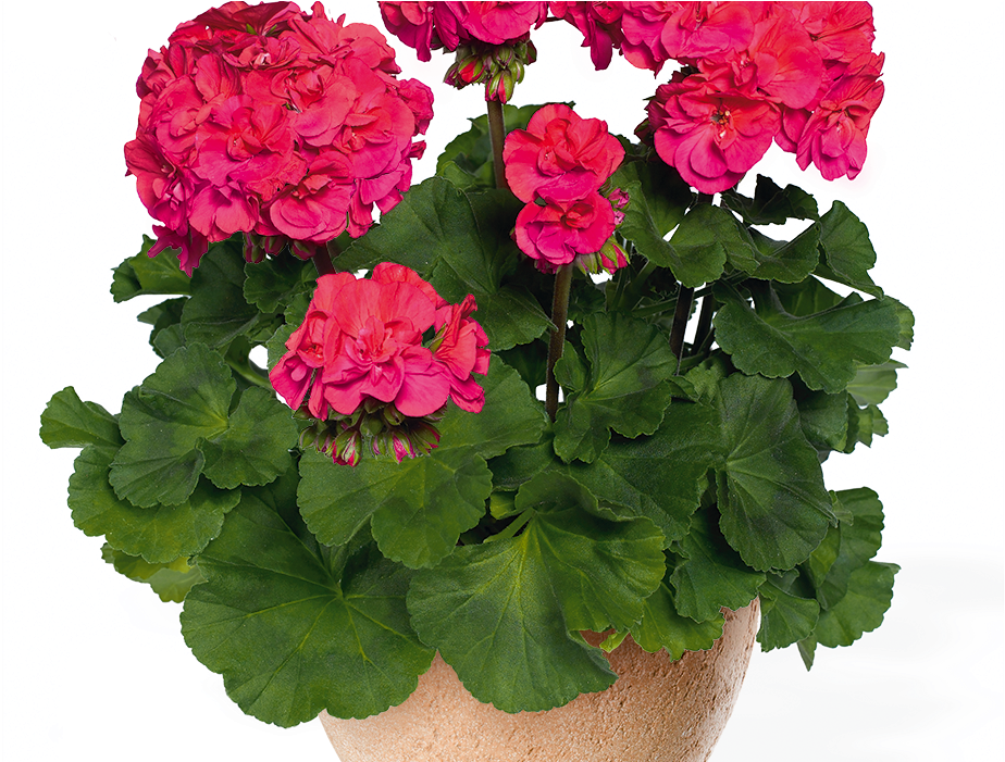 Geranium-1000x700 - Geranium Darko Cherry Clipart - Large Size Png ...