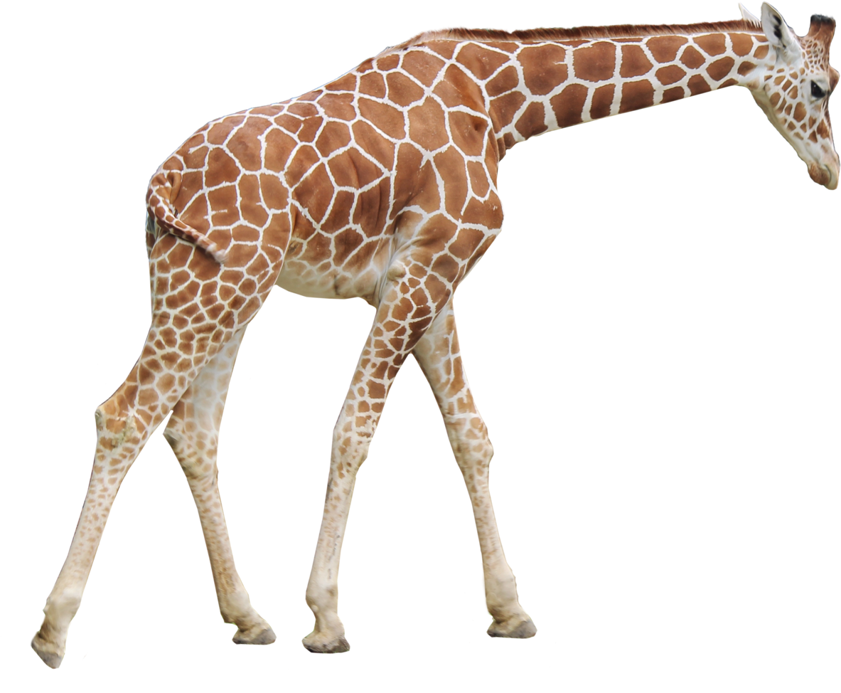 Giraffe Transparent Image Giraffe Png Clipart Large Size Png Image Pikpng