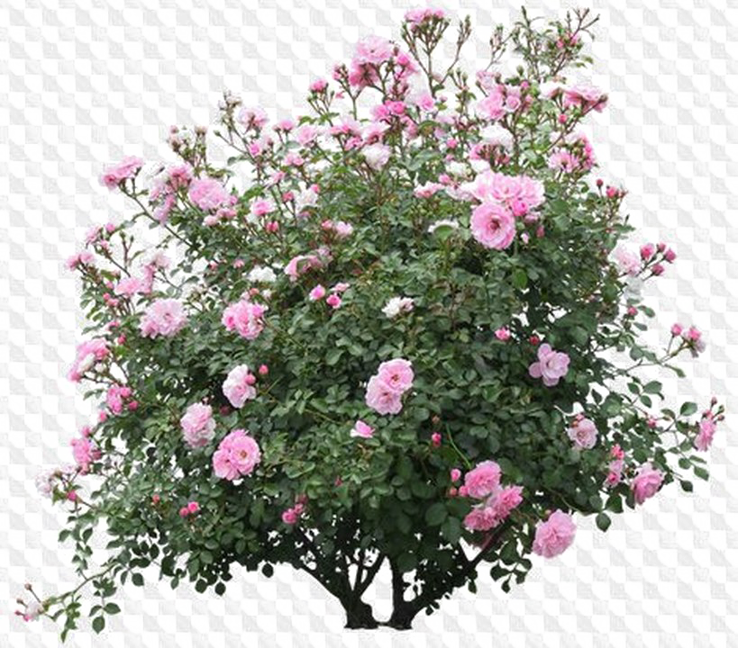 Download Shrub Png Image Background - Pink Rose Bush Png Clipart Png