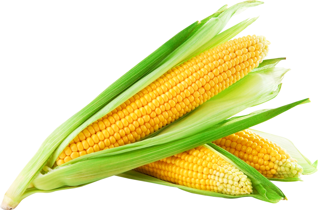 Download Corn Png Image - Sweet Corn Clipart Png Download - PikPng