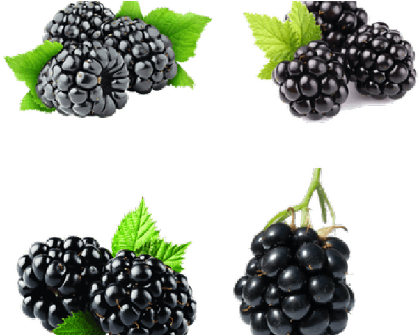 Blackberry Fruit Png Transparent Images - Blackberry Fizz Sticks Arbonne Clipart (640x480), Png Download