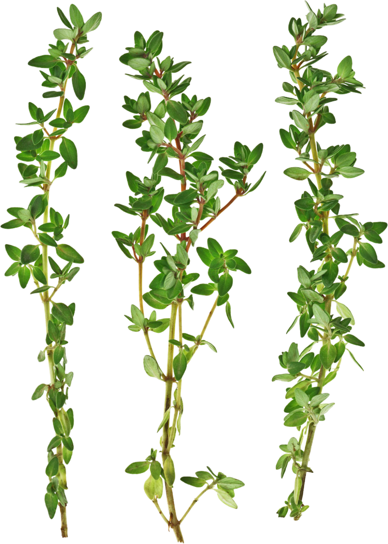 Thyme Png - Thyme Twigs Clipart (800x1123), Png Download