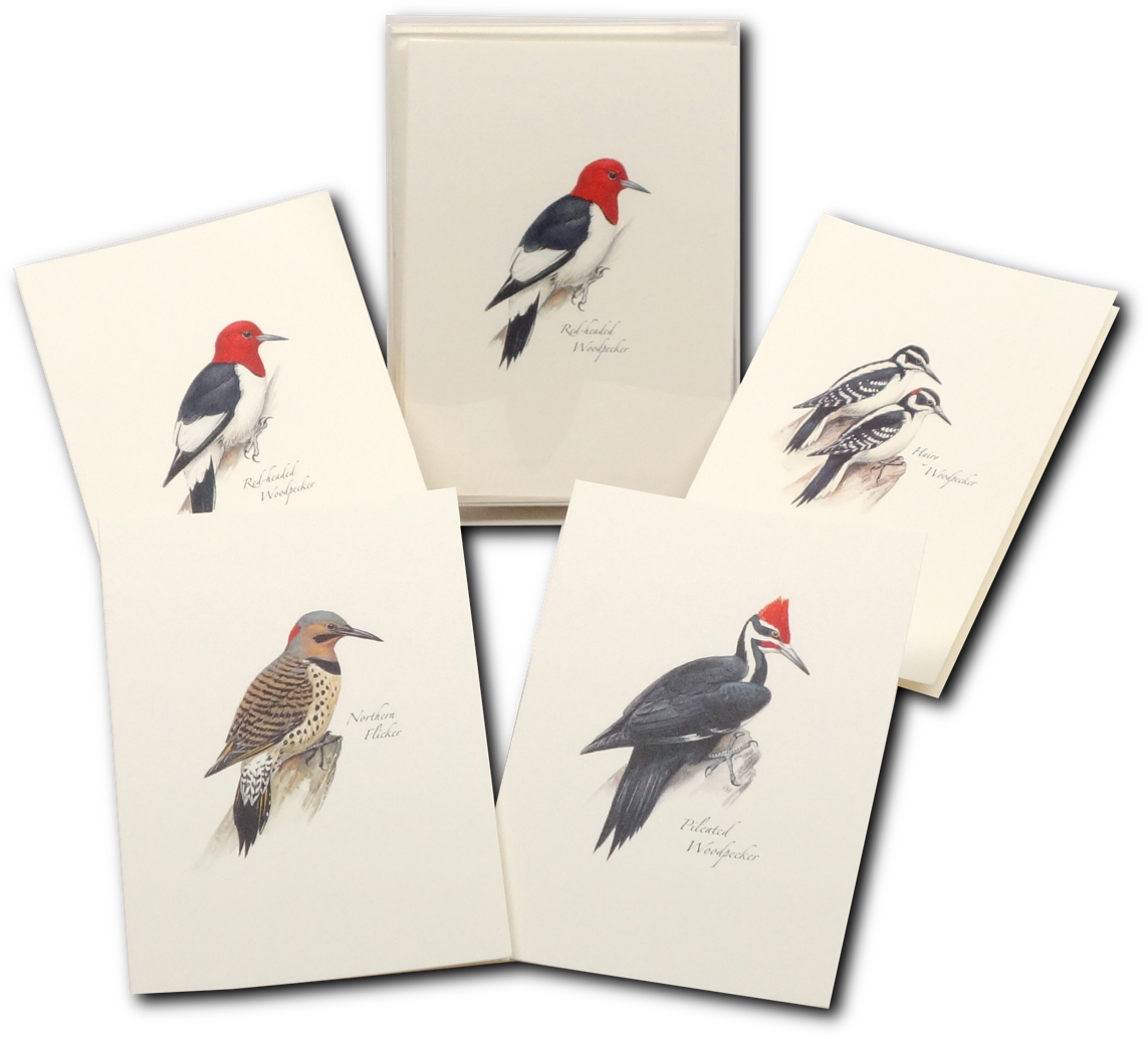 Peterson's Woodpecker Assortment Boxed Notes - Woodpecker Clipart (1200x1200), Png Download