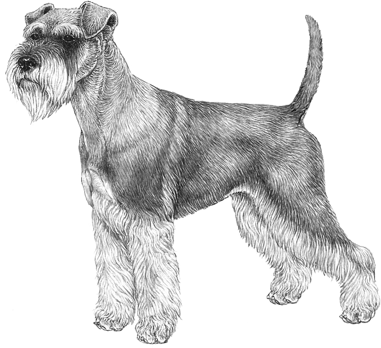 Schnauzer, Miniature - Norwegian Elkhound Outline Clipart - Large Size 