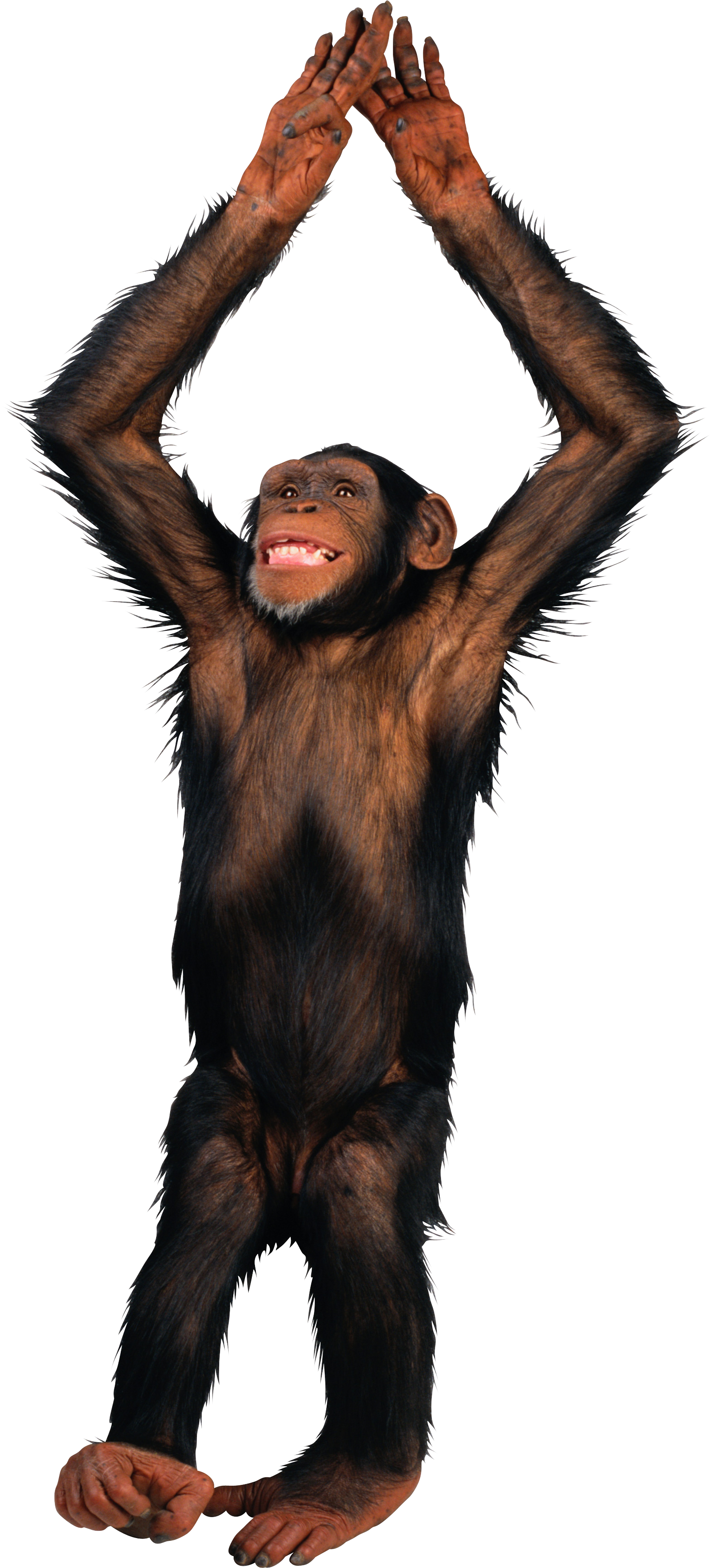 Смешное png. Фон обезьянки. Шимпанзе в полный рост. Шимпанзе без фона. Обезьяна на белом фоне.