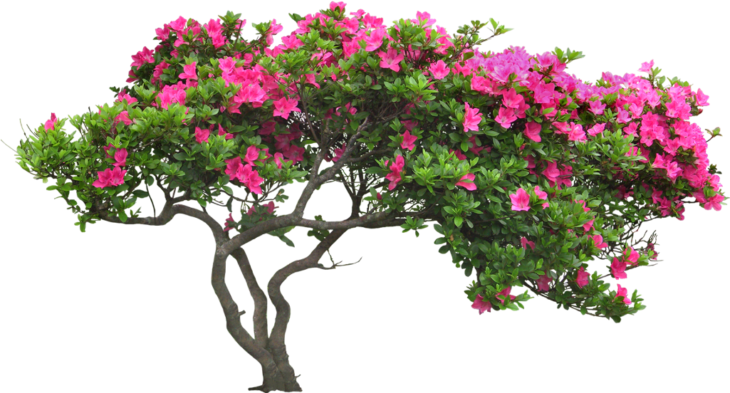 Cay Canh San Vuon , Png Download - Bougainvillea Bush Png Clipart (1025x552), Png Download