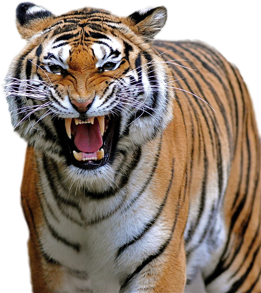 tiger.png