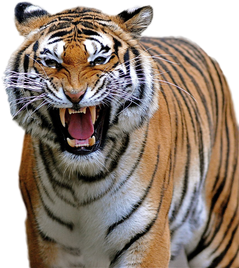 Download Tiger  Png  Image Menacing Animals Clipart Png  