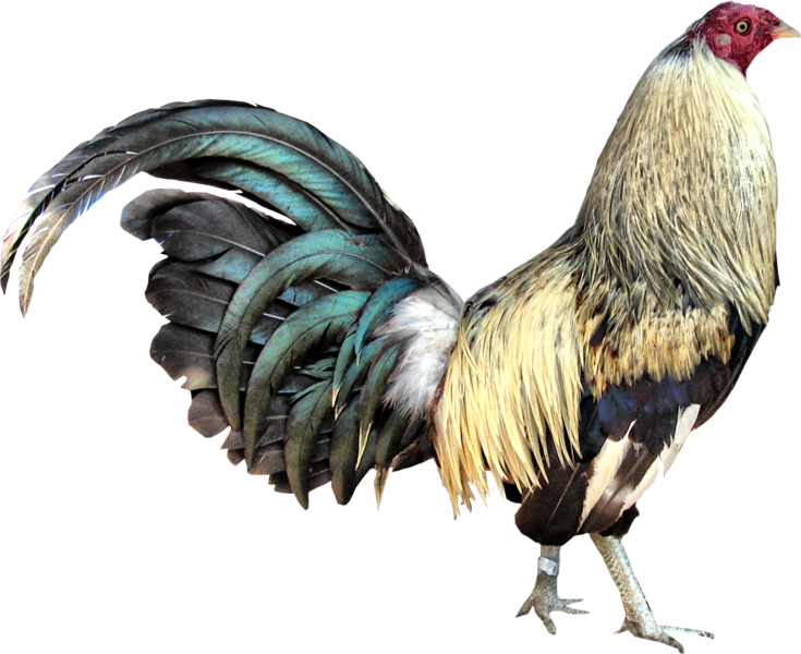 Gamecock - Game Cock Png Clipart (735x600), Png Download