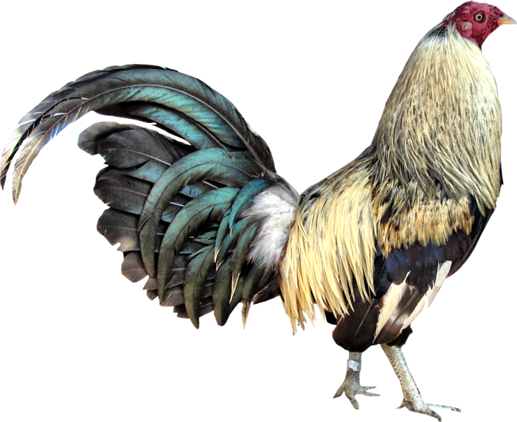 Download Gamecock - Game Cock Png Clipart Png Download - PikPng