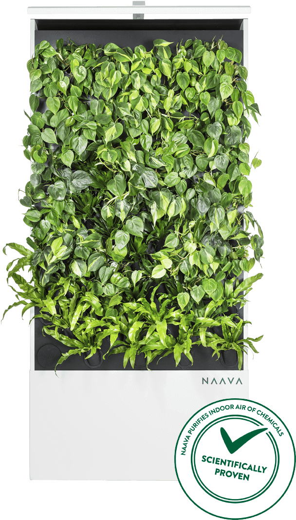 Naava Green Walls - Naava Clipart (701x1210), Png Download