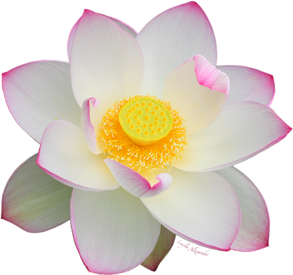 White Lotus Flower Png Lotus Flower 1 Png Svg Clip Art For Web Download Clip Marie Ruch 