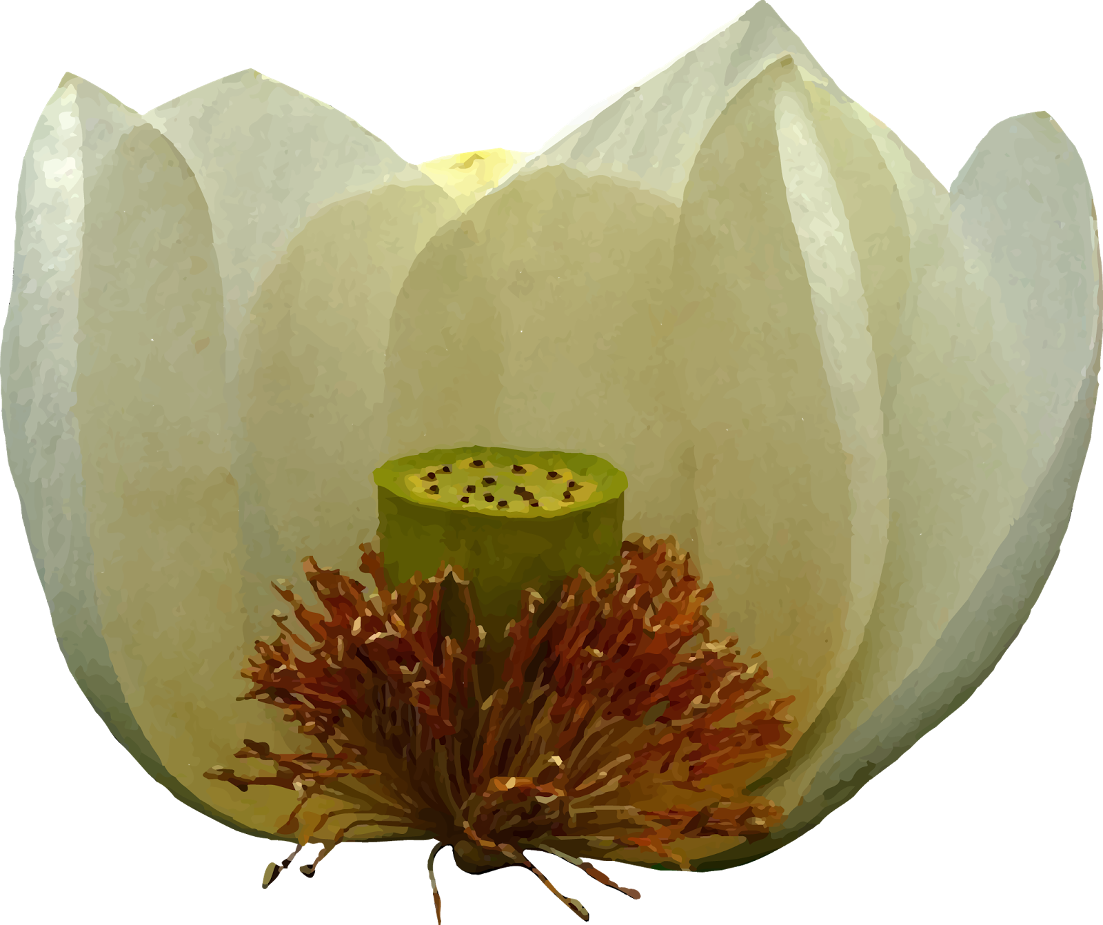 a-white-lotus-sacred-lotus-clipart-large-size-png-image-pikpng