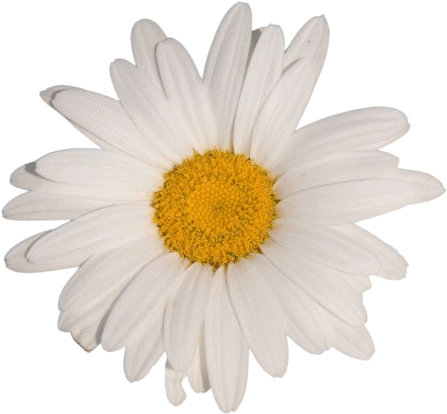 Download Flower White Tumblr Aesthetic Vaporwave - White Flower
