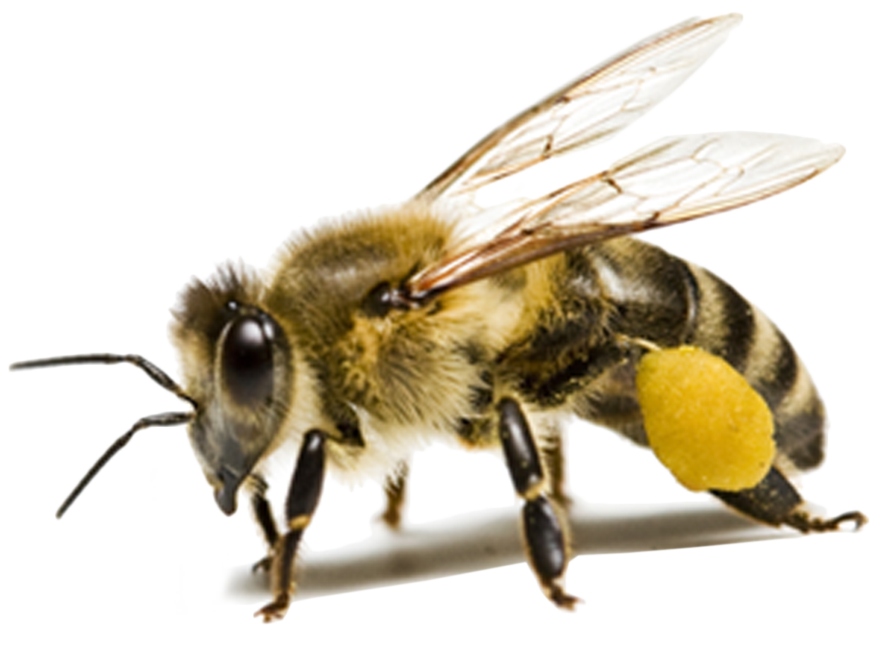 Bee Png Hd D D Bee Clipart Large Size Png Image Pikpng