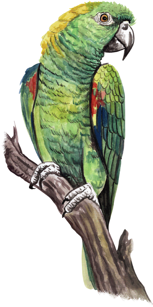 Guias - Macaw Clipart (800x1152), Png Download