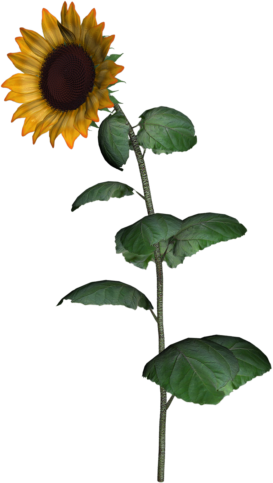 Download Download Sunflower Clipart With Leaf Png Images ...