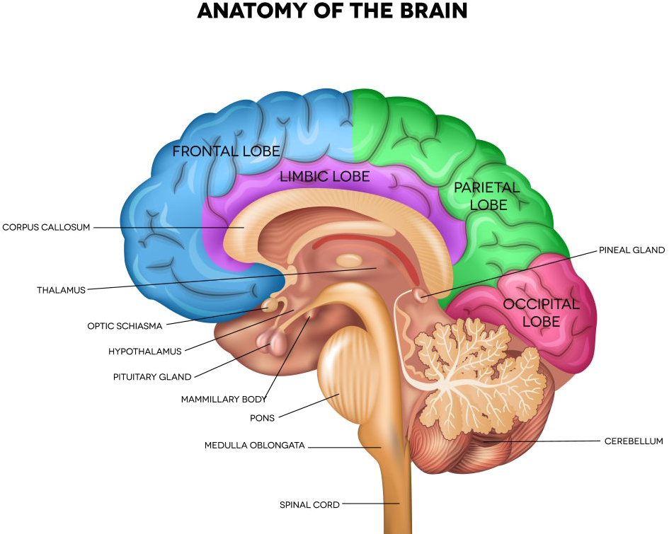 Brain Png Pic - Brain Thalamus Clipart - Large Size Png Image - PikPng