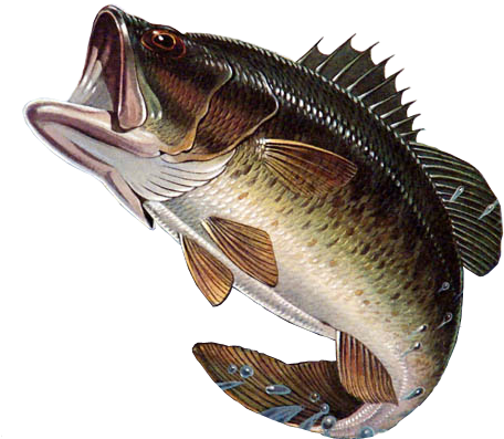 Fishes Of Mississippi Black Bass Fish Png Clipart Large Size Png Image Pikpng