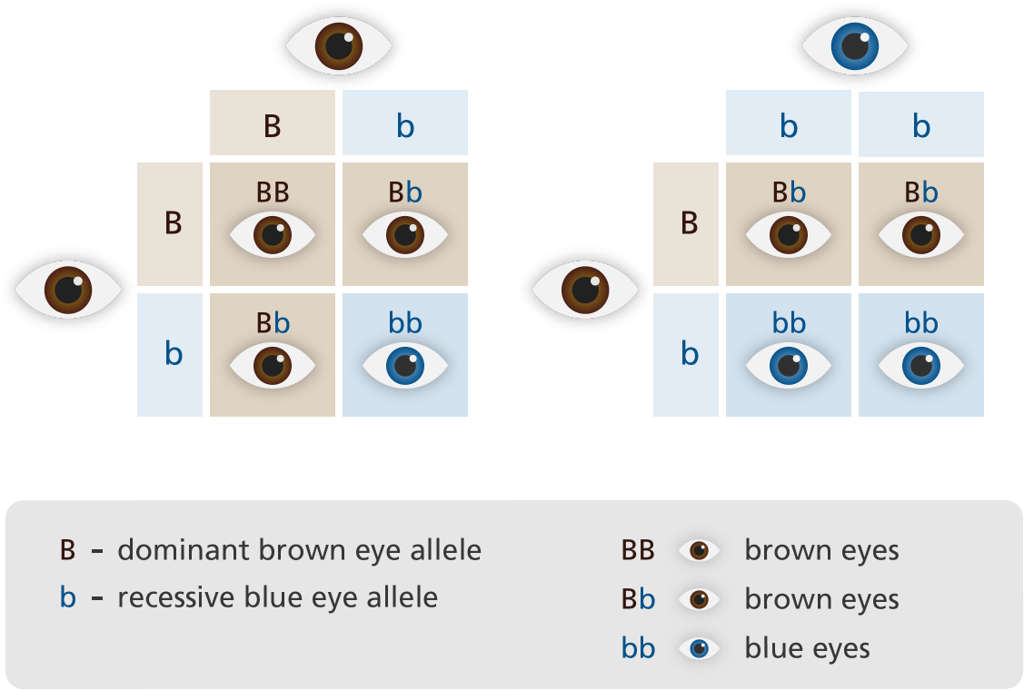 View Punnett Square Eyes Yourgenome , - Recessive Gene Clipart - Large ...