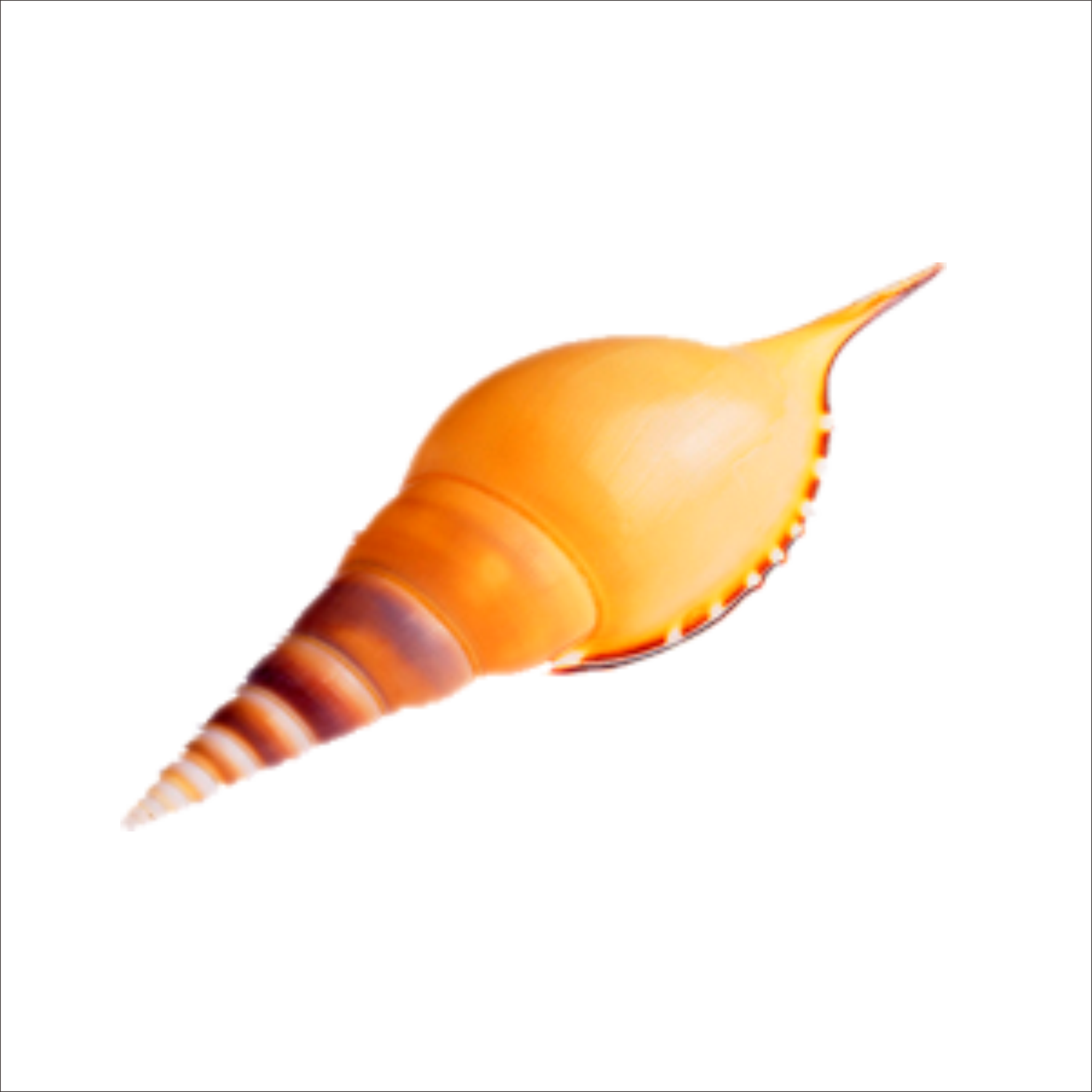 Seashell Sea Snail Transprent Png Free Download - 贝壳 Clipart - Large ...