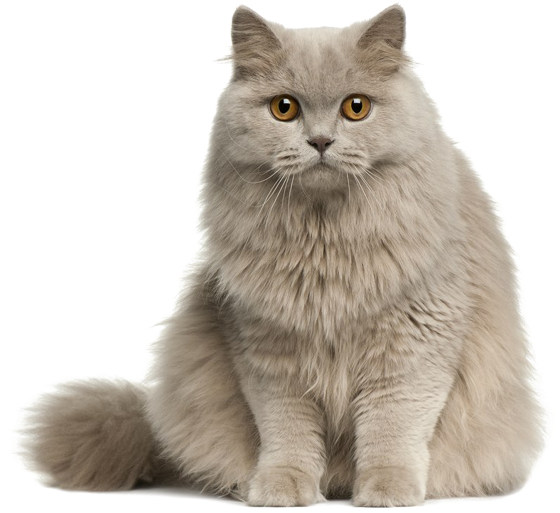 Cute Cat Transparent Image - Longhair Cat Png Clipart - Large Size Png