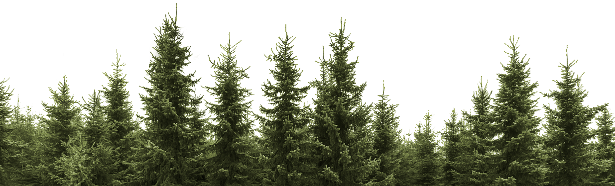 Download Clip Art Forest Trees Png - Black And White Pine Trees