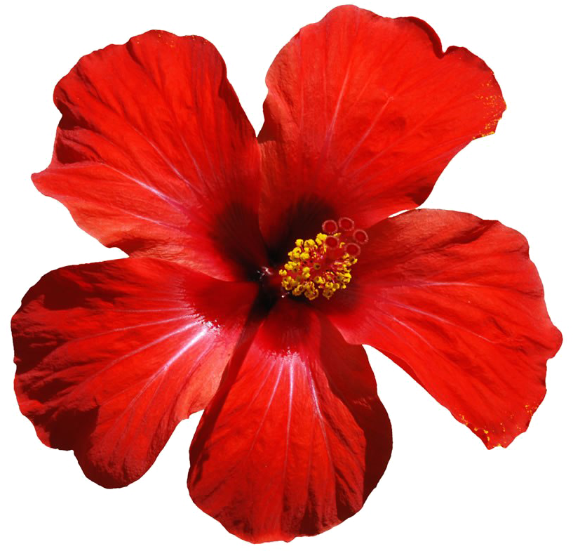 Download Red Flowers Png Download Image - Hibiscus Flower Clipart Png