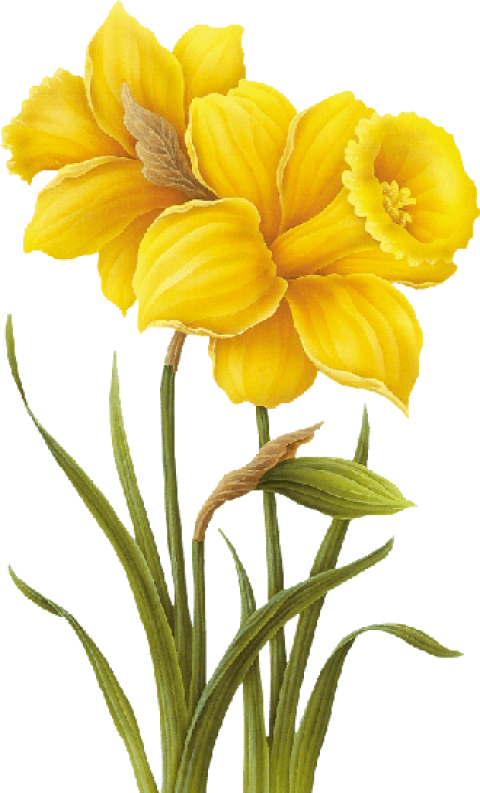 Download Free Png Download Yellow Flower Drawing Png Images - Yellow