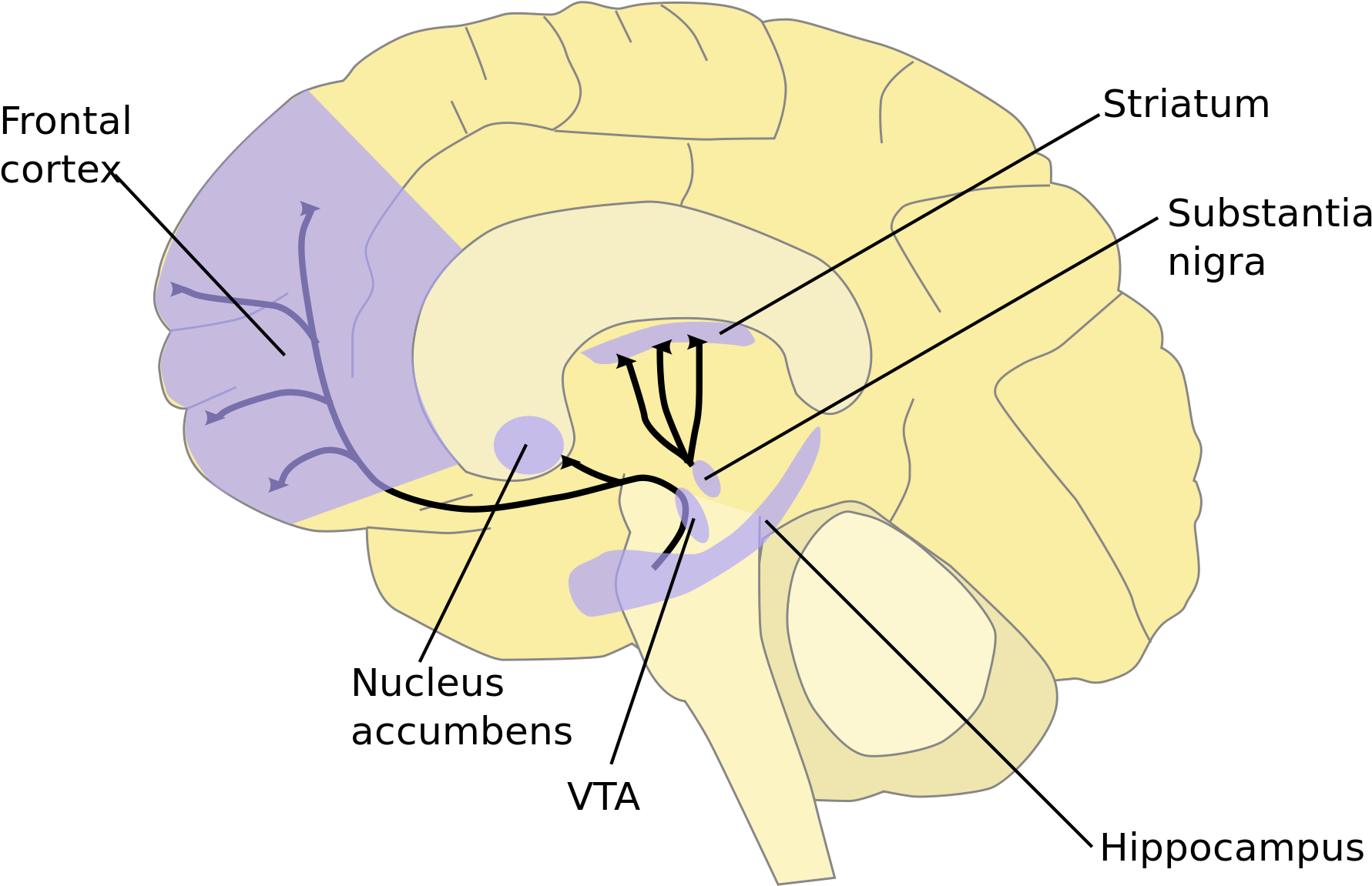 Gehirn Nucleus Accumbens Clipart (2000x1399), Png Download