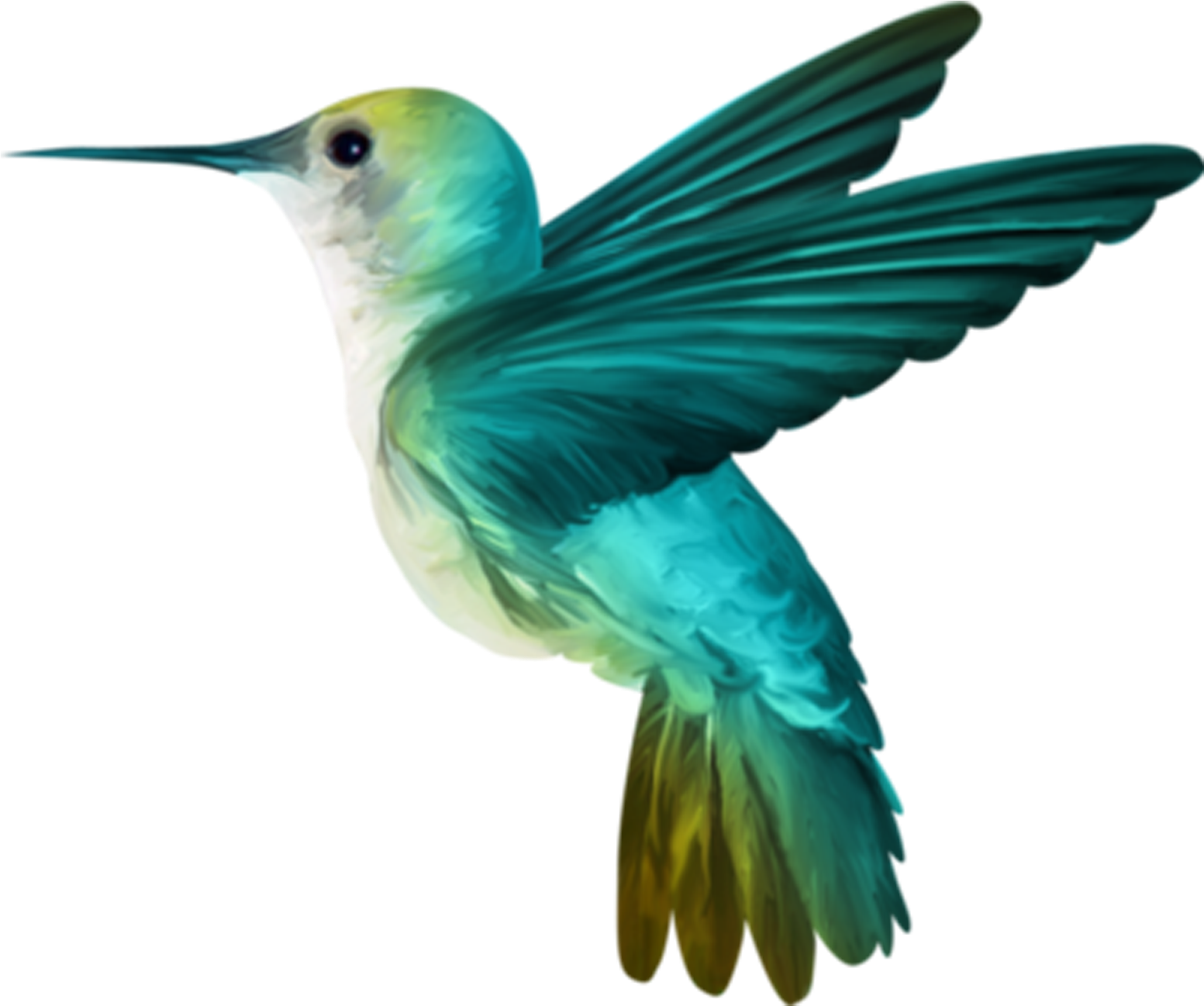 Birds png. Красивые птицы на прозрачном фоне. Райская птица на белом фоне. Красивая птичка на прозрачном фоне. Райские птицы на прозрачном фоне.