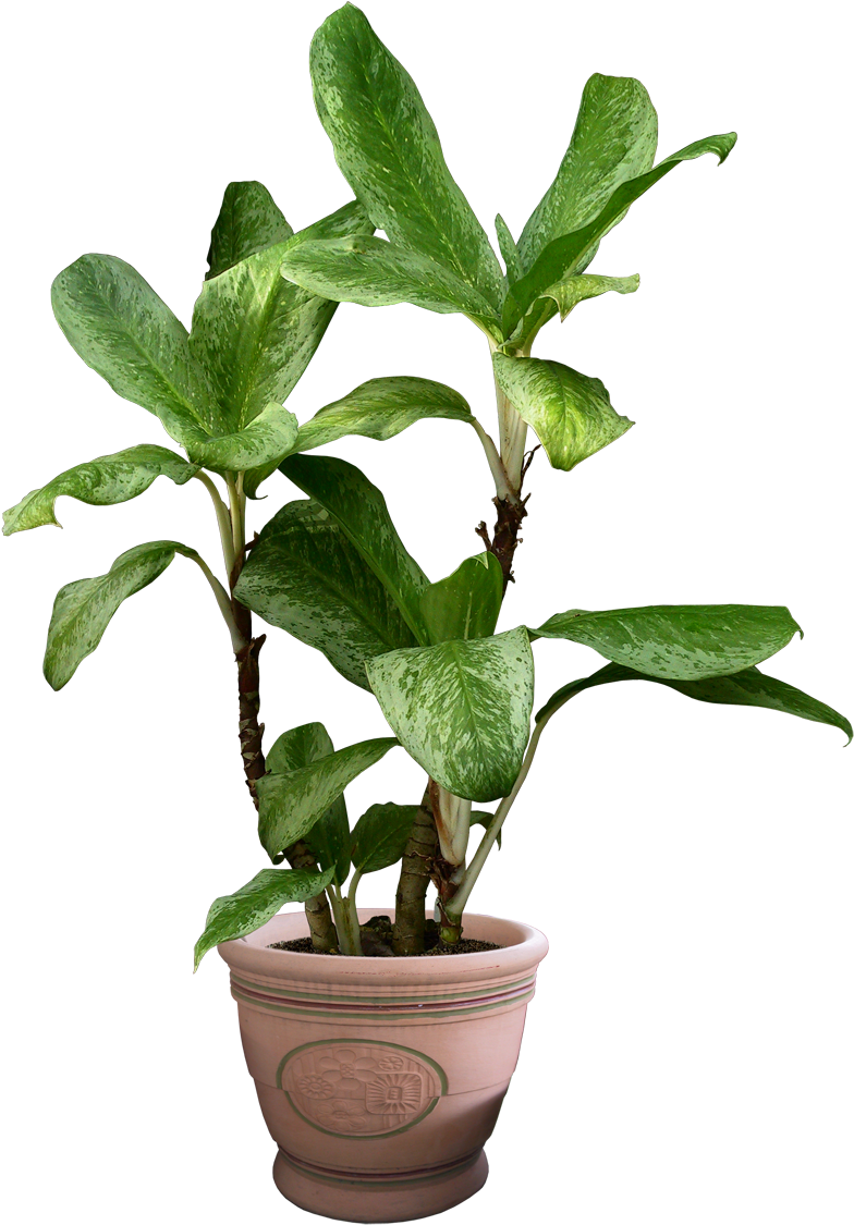 Download Beautiful Transparent Plants Image - Plant With No Background