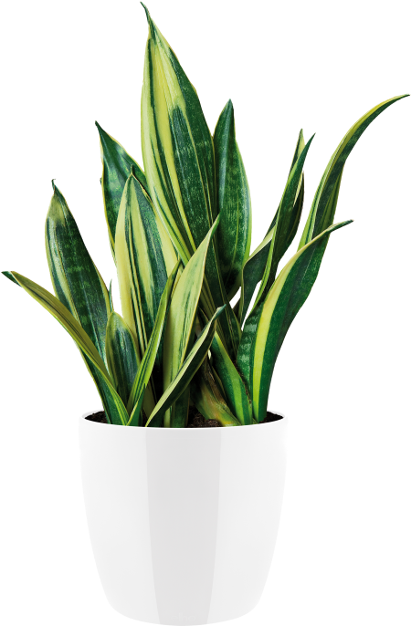 Download Indoor Plant Png Clipart Png Download - PikPng