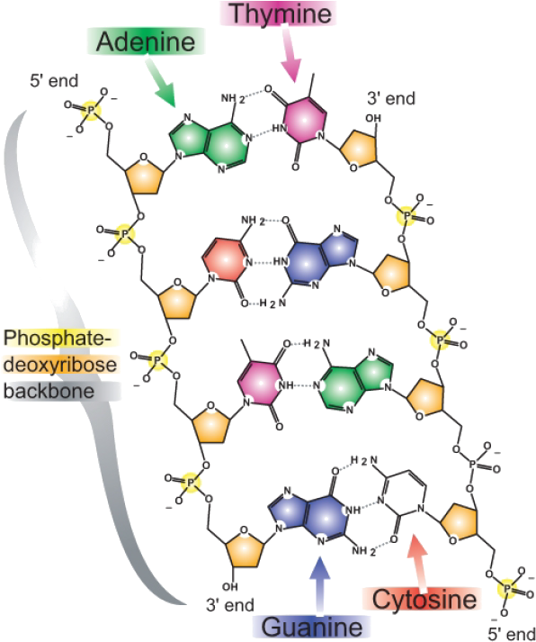 The Base Pairing Nature Of Dna - Diagram Of Dna Base Pairs Clipart ...