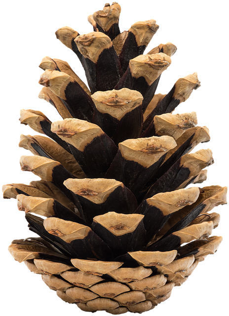 Download Cone, Pine, Nature, Ihličnan, Fir, Tree, Christmas - Cone From ...