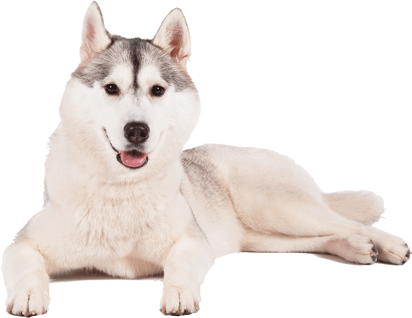 Download Husky Png Transparent Background Sakhalin Husky Clipart Png