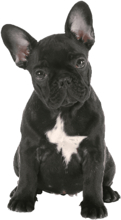 Download Free Png French Bulldog Png Png Images Transparent - French ...