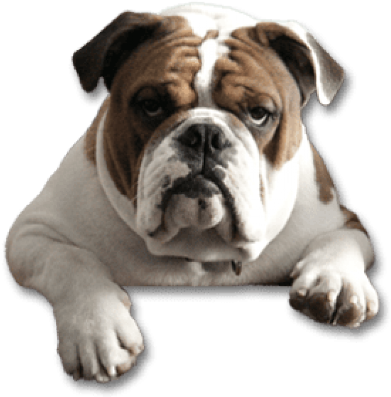 Free Png Download Bulldog Png Images Background Png - English Bulldog ...