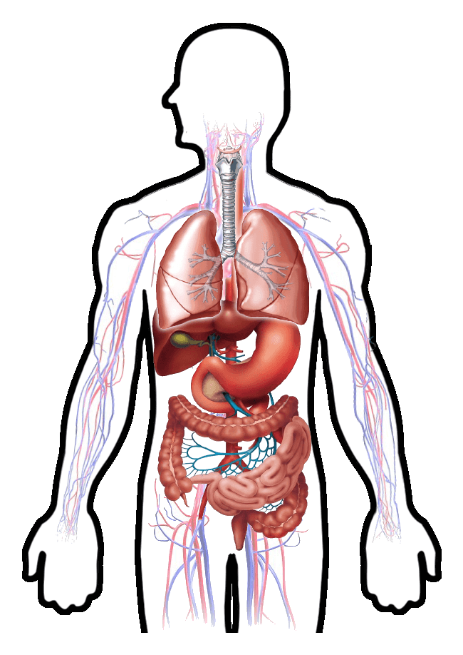 Организм png. Дыхательная и пищеварительная система человека. Организм человека пищеварительная система. Внутренняя система человека. Внутренние органы человека.
