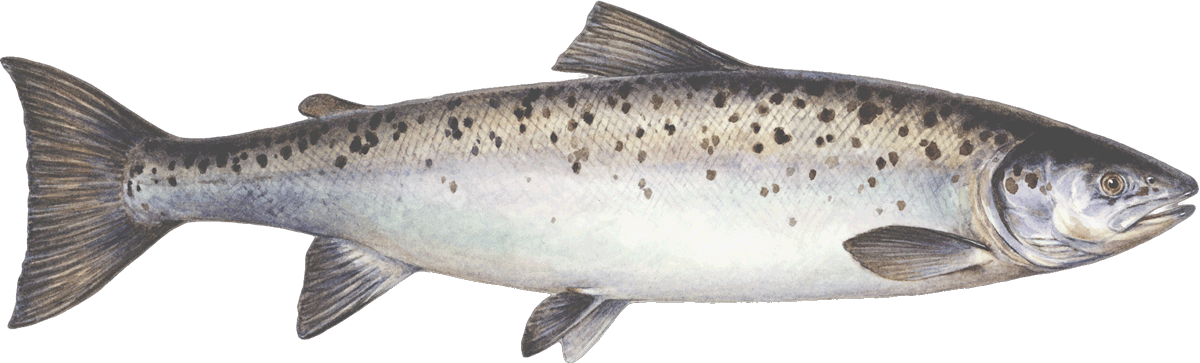 Farmed Salmon - Coastal Cutthroat Trout Clipart - Large Size Png Image ...