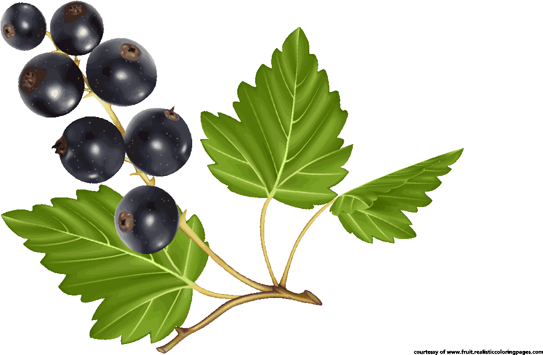 Blueberry Clipart Blueberry Tree Gooseberry Png Download Large Size Png Image Pikpng