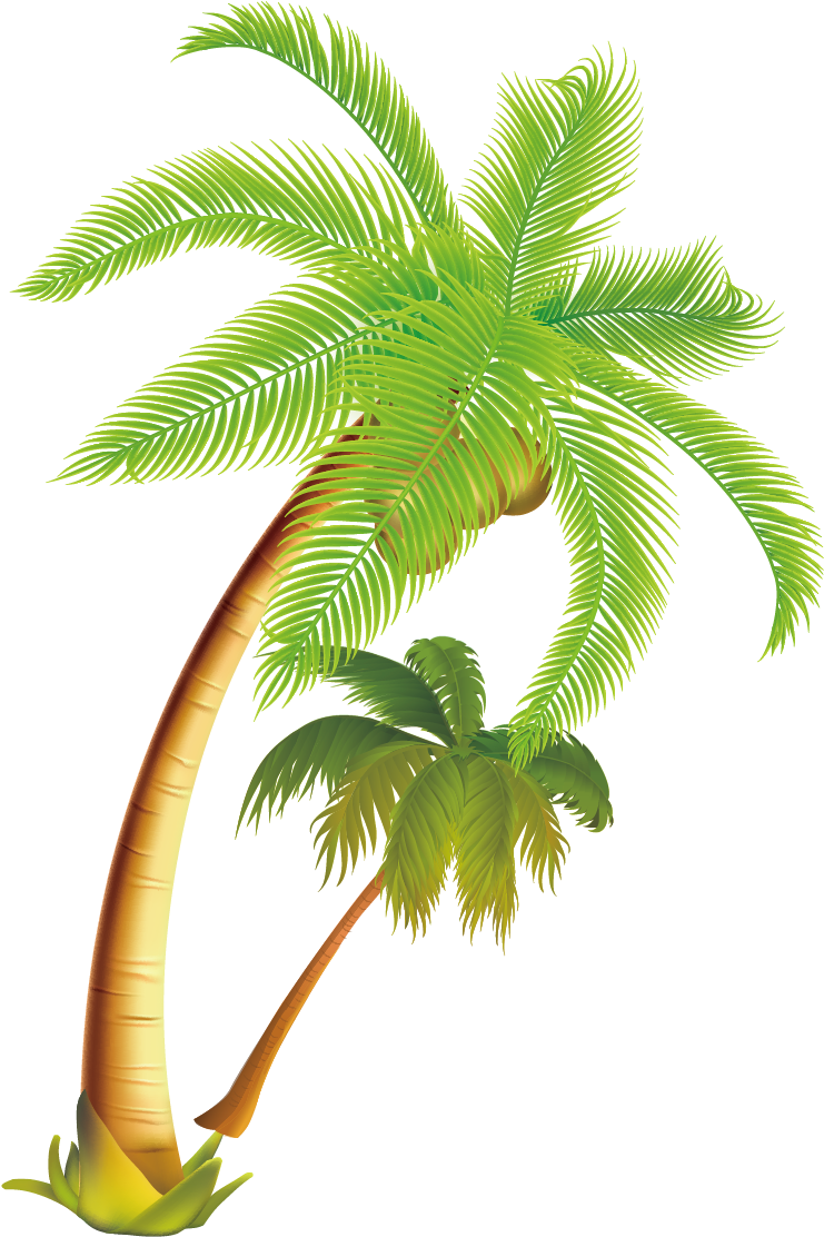 Arecaceae Coconut Tropical Material - Palm Trees Vector Png Clipart ...